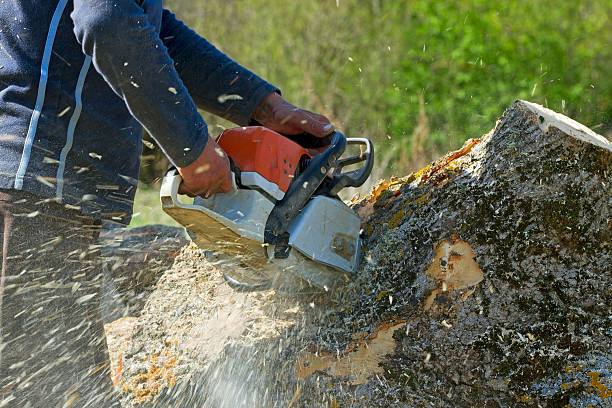 How Our Tree Care Process Works  in  South Weber, UT